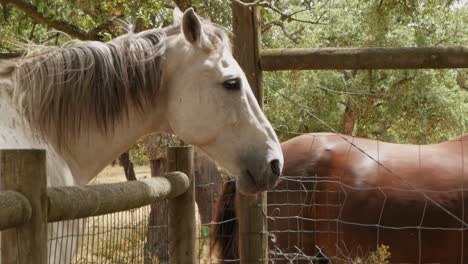 Beautiful-horses-on-farm,-wooden-ranch-fence,-White-and-brown-Horse