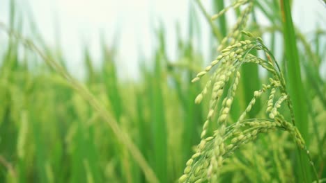 Paddy-seed-is-waying-on-the-wind-in-rice-field