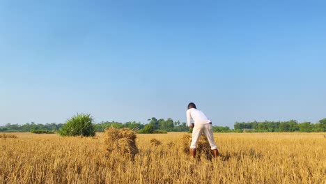 Junger-Indischer-Mann-Bereitet-Ein-Bündel-Heuballen-Vor,-Um-Das-Goldene-Landwirtschaftliche-Ackerland-Bangladeschs-Weiterzuführen