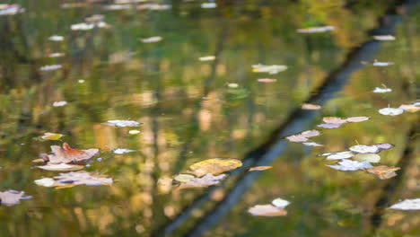 Leaves-floating-in-pond-being-rotated-around-by-blowing-wind