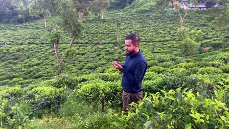A-Bangladeshi-tea-plantation-manager-displays-ripe-tea-fruits-in-a-lush-field,-showcasing-the-bountiful-harvest