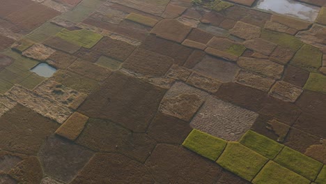Flug-über-Große-Felder-Mit-Reifen-Reisfeldern-Zur-Erntezeit-In-Bangladesch