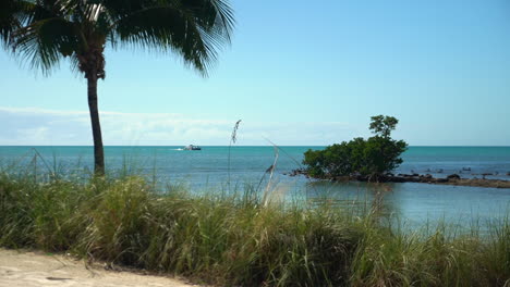 Pontoon-boat-motors-behind-beachgrass,-palm-tree,-and-mangroves-in-Florida-Keys