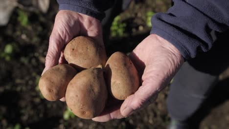 old-woman-holds-potatoes-in-hands-in-field,-closeup-slow-motion,-natural-light