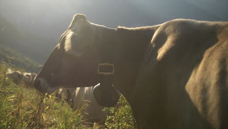 big-brown-cow-with-giant-bell-on-mountain-pasture,-cinematic-shot,-golden-light