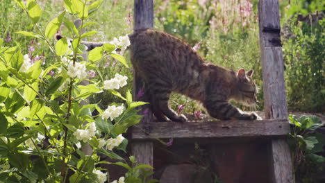 Tabby-cat-walking-on-old-wooden-garden-fence,-stretching-and-hissing