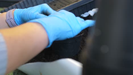 female-planting-seedlings-with-hands,-closeup-slow-motion-of-gardening-hobby