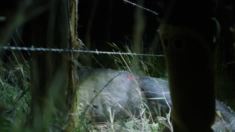 Hunter-pulls-deceased-hog-carcass-illuminated-by-flashlight,-under-barbed-wire-fence-after-successful-night-pig-hunt