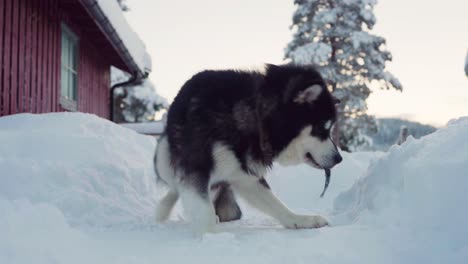Adorable-Alaskan-Malamute-Eating-Raw-Fish-In-Snow-Covered-Landscape