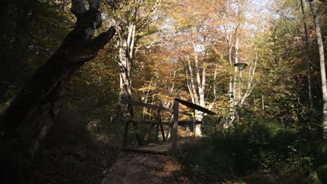 Auf-Einem-Weg-Im-Herbstwald-Auf-Eine-Brücke-Zulaufen