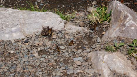 Eine-Gruppe-Von-Schmetterlingen-Trinkt-Wasser-In-Einer-Schlammpfütze
