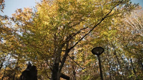 Orange-Herbstbaumkronen-In-Einem-Serbischen-Wald