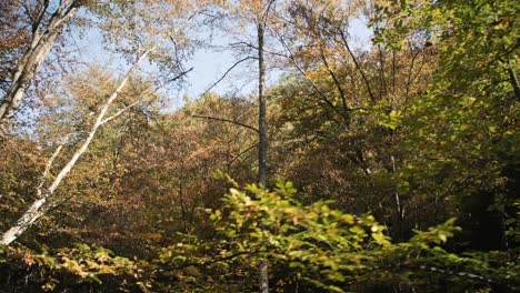 Ich-Schaue-Zu-Den-Herbstbäumen-Hinauf