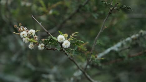View-of-tree-with-a-white-flower-and-fruit,-blooming-flowers-on-a-twig,-close-up,-static