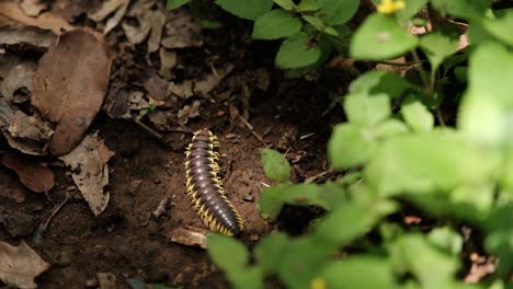 Close-up-view-of-a-yellow-spotted-millipede-crawl-on-the-ground,-static
