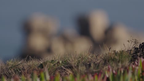 Eroded-stone-reefs-on-Portugal-coast-near-Peniche,-refocus-view-to-grass