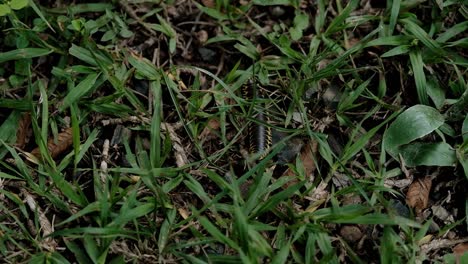 View-of-yellow-spotted-millipede-crawling-through-the-lawn,-forest-ecosystem,-static