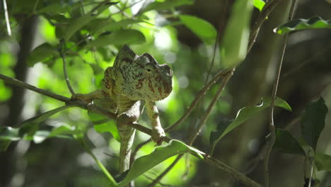 Malagasy-Giant-chameleon-on-a-twig