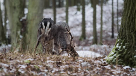 Male-roe-deer-display-power-and-beauty-during-battle-in-snowy-Czech-forest