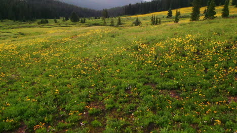 Pequeñas-Flores-Amarillas-En-Un-Campo-Verde-Con-La-Montaña-Boreas-Al-Fondo