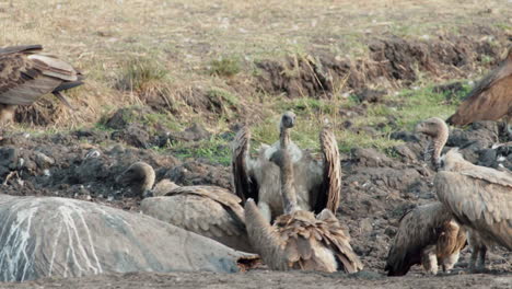 Group-of-White-backed-vultures-close-to-a-dead-hippo