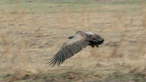 slow-motion-shot-of-vulture-flight-in-African-savannah-during-dry-season