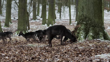 Mature-and-young-roe-deer-herd-forage-for-food-on-snowy-Czech-forest-floor