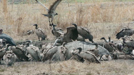 slow-motion-shot-of-a-large-group-of-vultures-next-to-a-dead-hippo-in-dry-African-grassland