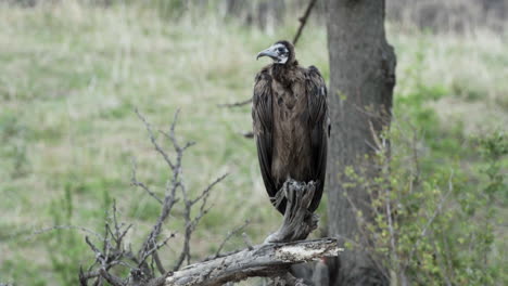 Juvenile-hooded-vulture-on-a-dry-branch-next-to-a-tree