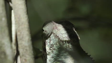 Close-up-shot-of-chameleon's-eye-rotating-in-various-directions