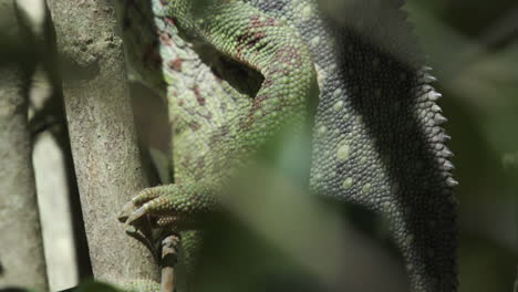 Close-up-of-chameleon-foot-which-has-two-toes-in-front-and-three-in-the-back-and-sharp-claws-to-improve-its-ability-to-climb