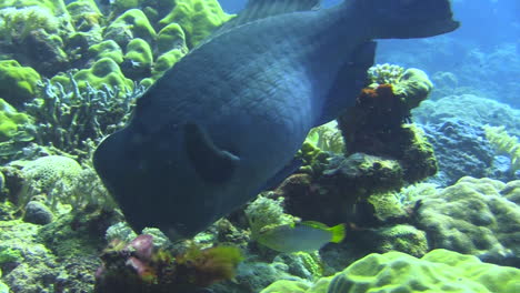 Bumphead-parrotfish-feeding-on-coral-reef-using-beak-like-mouth-to-break-out-pieces-of-coral