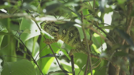 Chameleon-clings-to-thin-branches-in-a-tree-in-Madagascar
