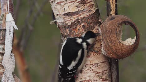 Woodpecker-Bird-Perch-On-A-Bark-Tree-Feed-On-A-Coconut-Shell