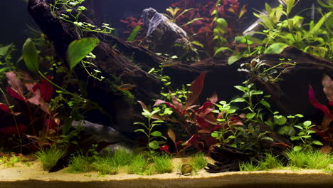 A-school-of-wild-caught-celestial-pearl-danio-micro-fishes-swimming-in-a-heavily-planted-sweetwater-aquarium