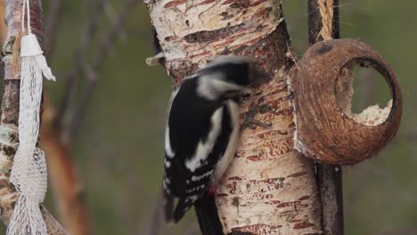 Hairy-Woodpecker-Bird-Peck-On-A-Coconut-Shell