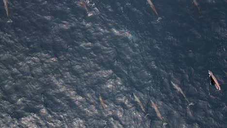 Luftaufnahme-Einer-Großen-Schule-Spinnerdelfine,-Die-Gemeinsam-Auf-Der-Meeresoberfläche-Vor-Der-Küste-Von-Puerto-Escondido,-Mexiko,-Schwimmen