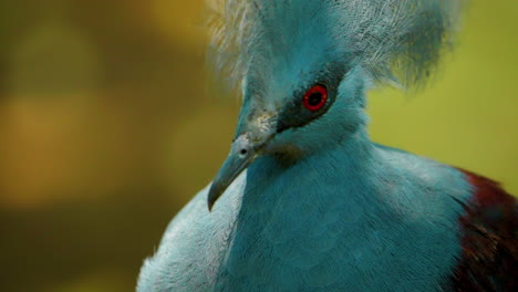 Close-up-view-of-the-face-of-a-beautiful-blue-victoria-crowned-pigeon