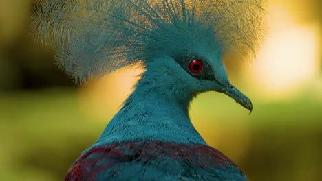 Side-portrait-of-a-victoria-crowned-pigeon,-turns-its-head