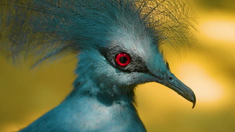 Close-up-portrait-of-a-handsome-blue-victoria-crowned-pigeon-bird