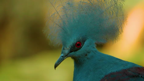 Beautiful-blue-victoria-crowned-pigeon-shakes-its-head-and-looks-around