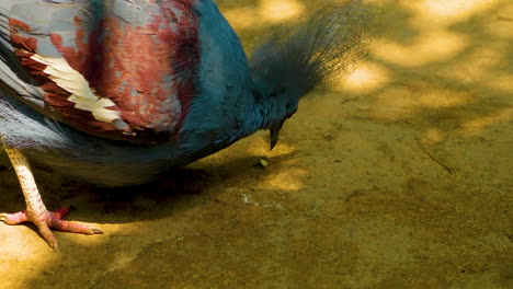 Victoria-crowned-pigeon-bird-eating-food-off-the-ground