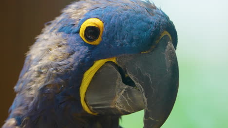 Close-up-portrait-of-a-gorgeous-hyacinth-macaw-bird,-a-parrot-native-to-Brazil