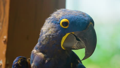 Close-up-portrait-of-a-beautiful-Hyacinth-Macaw-blinking-and-turning-its-head