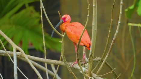 Beautiful,-vibrant-scarlet-ibis-bird-standing-in-a-tree