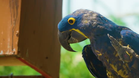 Close-up-view-of-a-vibrant-blue-Hyacinth-Macaw