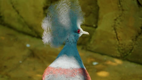 Victoria-crowned-pigeon-shows-off-its-beautiful-blue-crest