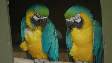 Close-up-portrait-of-a-pair-of-colorful-blue-and-gold-macaws-perched-together