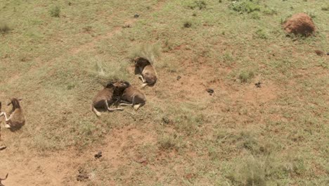 Drone-footage-of-a-Baby-wildebeest-pushing-each-other-within-a-group-of-wildebeest-in-the-wild