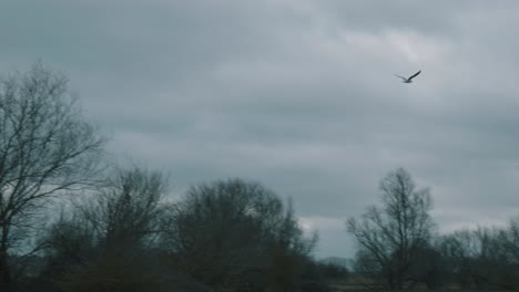 Medium-panning-shot-following-gull-as-it-flies-past-some-leafless-winter-trees-on-a-gray-overcast-day-at-the-Roswell-Pits-Nature-Preserve-in-Ely-England